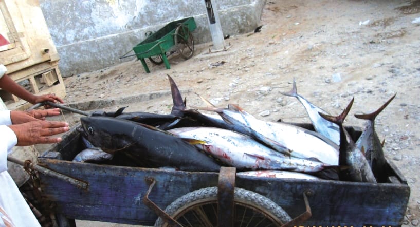 Fresh fish in Shihr.